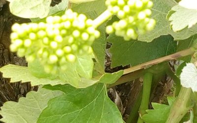 Enoturismo en bodegas Numanthia, el Toro con botines