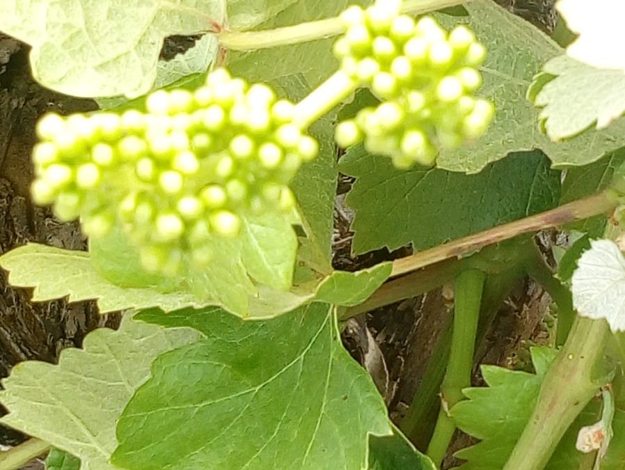 Enoturismo en bodegas Numanthia, el Toro con botines