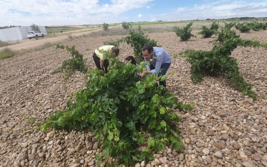 Vendimia 2020. Buenos vinos en tiempos dificiles