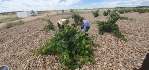 enoturismo en bodegas