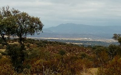Día internacional de la garnacha. 20 de Septiembre