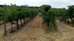 Día internacional de la garnacha