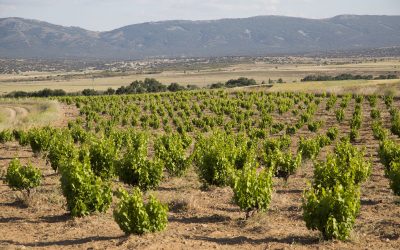 Conociendo la variedad garnacha